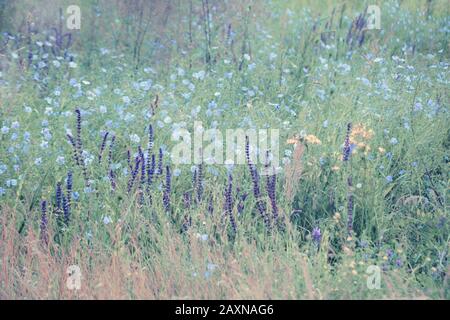 arrière-plan belles fleurs violettes et bleues dans le champ vert, filtre Banque D'Images