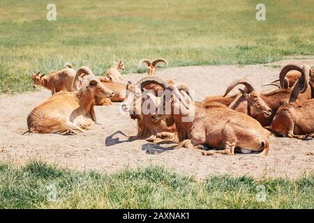 Groupe de brebis barbares des chèvres sauvages antilope reposant dans le sol de sable le jour chaud d'été. Troupeau de chèvres sauvages Texas aoudad avec de grandes cornes de curvy outd Banque D'Images