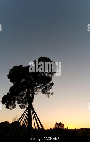 Grand rétro-éclairage en pin au coucher du soleil, Collserola Banque D'Images