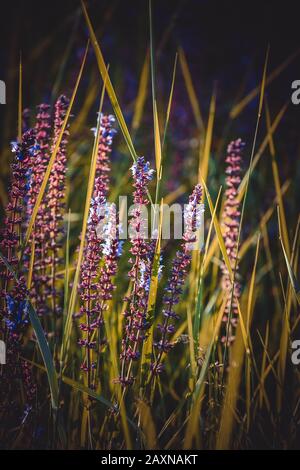 petites fleurs violettes sur la tige dans une herbe verte, filtre Banque D'Images