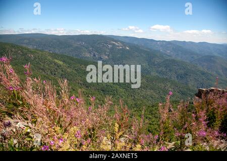 Ida Mountain-Kaz Daglari En Turquie. (En turc: Kazdagi, signifiant Goose Mountain), Turquie. Belle nature..la montagne Ida a des plantes et des arbres endémiques Banque D'Images