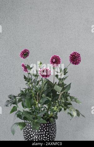 Les fleurs pourpres de dahlia poussent dans un pot à pois noir, sur fond neutre. Banque D'Images