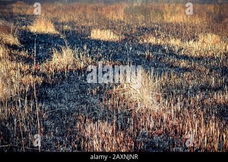 cendres sur le champ après l'incendie dans le champ d'herbe sèche, fermer Banque D'Images