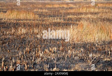arrière-plan abstrait herbe brûlée, filtre marron clair Banque D'Images