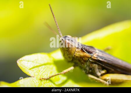 Sauterelle assise sur une feuille, fond vert. Banque D'Images