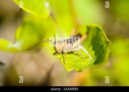 Sauterelle assise sur une feuille, fond vert. Banque D'Images