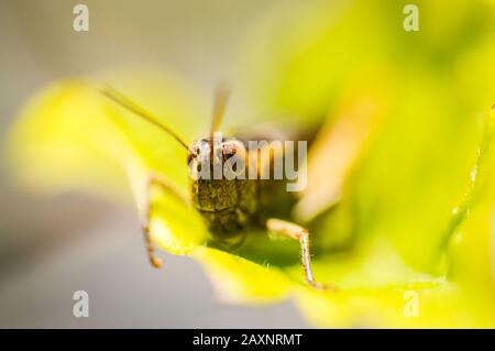 Sauterelle assise sur une feuille, fond vert. Banque D'Images