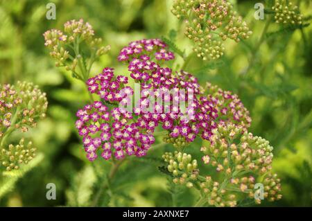 Belle photo de fleur rose de Yarrow sur fond vert par temps ensoleillé Banque D'Images