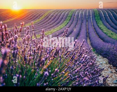 Magnifique champ de lavande fleuri au coucher du soleil à Valensole, France, Banque D'Images