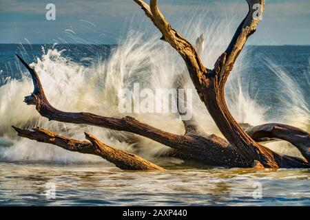 Les vagues s'écrasent sur les arbres du bois dérivant de l'île Jekyll, Géorgie, près de Brunswick, Géorgie Banque D'Images