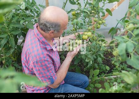 Agriculteur biologique hispanique senior qui vérifie ses tomates dans une serre Banque D'Images