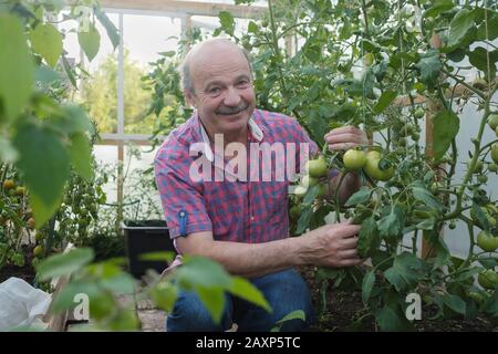 Agriculteur biologique hispanique senior qui vérifie ses tomates dans une serre Banque D'Images