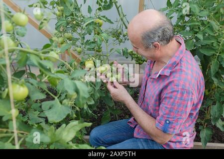 Agriculteur biologique hispanique senior qui vérifie ses tomates dans une serre Banque D'Images