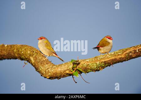 finch brun rouge (Neochmia temporalis), branche, latérale, assise, forêt tropicale d'O'Reilly, parc national de Lamington, Queensland, Australie Banque D'Images