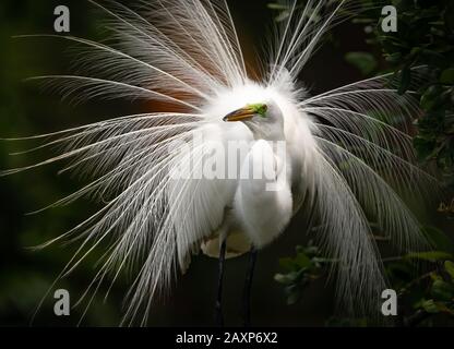 Grande Aigrette en plumage nuptial Banque D'Images