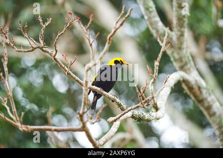 The regent Bowerbird (Sericulus chysocephalus), homme, branche d'arbre, latéralement, assis, O'Reilly's Rainforest, Lamington National Park, Queensland, Aus Banque D'Images