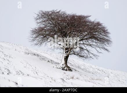 Un arbre isolé sur une colline après une chute de neige, Leadhills, South Lanarkshire. Banque D'Images