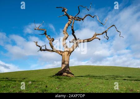 Un arbre mort isolé dans un champ près de Dumfries, Dumfries & Galloway, Écosse. Banque D'Images