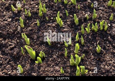 Hosta est un genre de plantes communément connu sous le nom d'otages, de lys plantain (en Grande-Bretagne) et occasionnellement par le nom japonais giboshi. Ressort. Banque D'Images