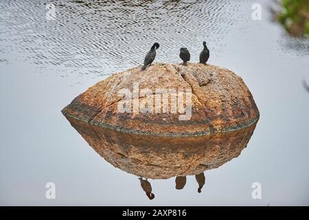 Trois Cormorans (Phalacrocorax carbo), sur les rochers, sur le côté, assis, parc national du promontoire de Wilsons, Victoria, Australie Banque D'Images