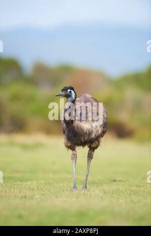 Big Emu (Dromaius novaehollandiae), pré, frontal, debout, parc national de Wilsons Promontory, Victoria, Australie Banque D'Images