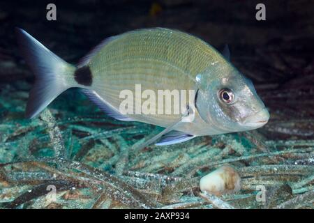 Rame de mer blanche (Diplodus sargus) se nourrissant d'une éponge dans le parc naturel de ses Salines (Formentera, Pityuses, îles Baléares, mer Méditerranée, Espagne) Banque D'Images