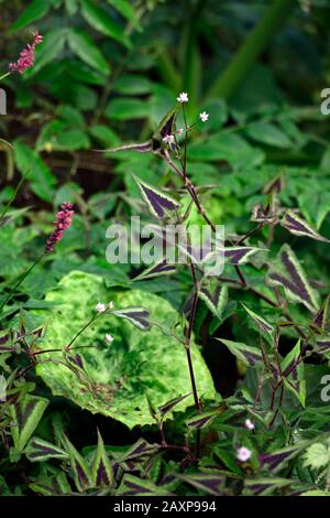 Persicaria runcinata Purple Fantasy,podophyllum podotty dotty,feuilles,feuillage,mélange,combinaison mixte de plantation,ombre,ombragé,ombragé,ombragé,RM Floral Banque D'Images