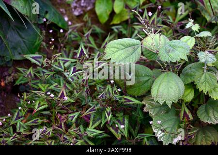 Persicaria runcinata Purple Fantasy,podophyllum podotty dotty,feuilles,feuillage,mélange,combinaison mixte de plantation,ombre,ombragé,ombragé,ombragé,RM Floral Banque D'Images