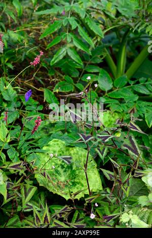 Persicaria runcinata Purple Fantasy,podophyllum podotty dotty,feuilles,feuillage,mélange,combinaison mixte de plantation,ombre,ombragé,ombragé,ombragé,RM Floral Banque D'Images