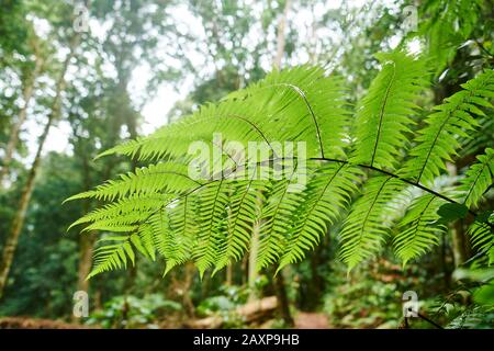 Paysage, fern australien (Dicksonia antarctique), parc national de Lamington, Queensland, Australie, Océanie Banque D'Images