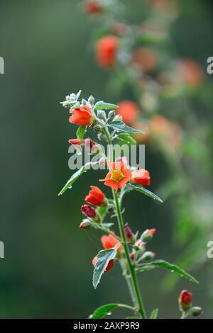 Sphaeralcea incana,fleurs,orange,fleurs,fleurs,plantes,soft globemallow,plantes florales RM Banque D'Images