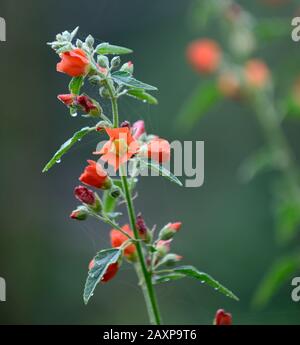 Sphaeralcea incana,fleurs,orange,fleurs,fleurs,plantes,soft globemallow,plantes florales RM Banque D'Images