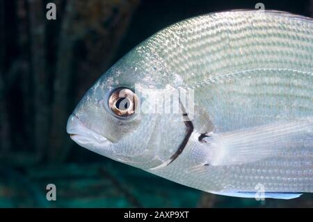 Sargo ou rame de mer blanche (Diplodus sargus) près du parc naturel de ses Salines (Formentera, Pityuses, Îles Baléares, Mer méditerranée, Espagne) Banque D'Images