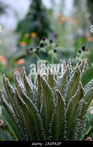 Cycad,cycads,jeunes plantes,nouvelle croissance,feuilles,feuillage,vert,,RM Floral Banque D'Images