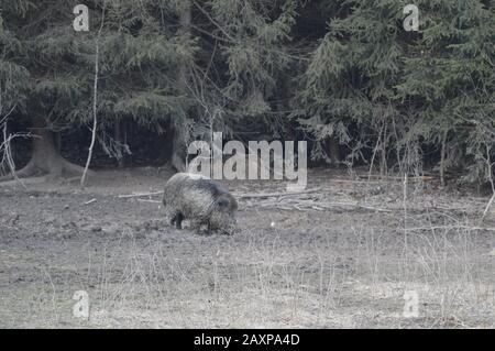 Le sanglier se digue dans la boue en Bavière - Anzing Banque D'Images