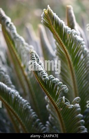 Cycad,cycads,jeunes plantes,nouvelle croissance,feuilles,feuillage,vert,,RM Floral Banque D'Images