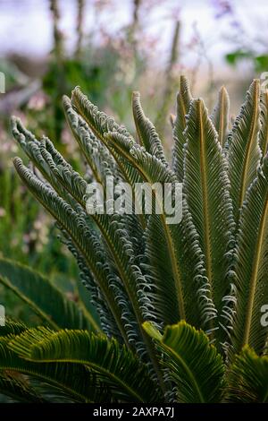 Cycad,cycads,jeunes plantes,nouvelle croissance,feuilles,feuillage,vert,,RM Floral Banque D'Images