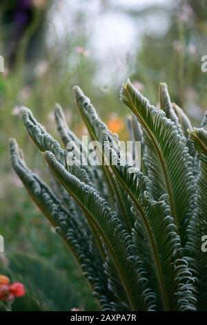 Cycad,cycads,jeunes plantes,nouvelle croissance,feuilles,feuillage,vert,,RM Floral Banque D'Images