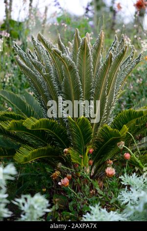 Cycad,cycads,jeunes plantes,nouvelle croissance,feuilles,feuillage,vert,,RM Floral Banque D'Images