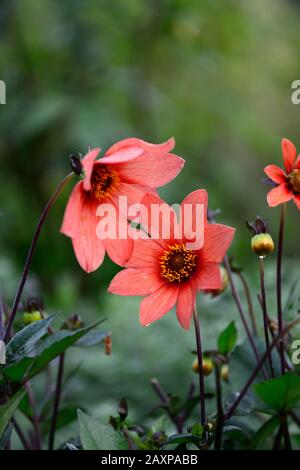 Dahlia,dahlias,plantules,fleur rouge orange,fleurs,floraison,RM florales Banque D'Images