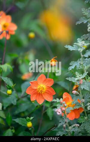 Dahlia,dahlias,plantules,fleur d'orange, fleurs,floraison,RM floral Banque D'Images