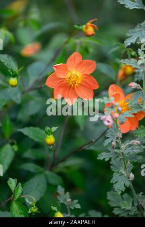 Dahlia,dahlias,plantules,fleur d'orange, fleurs,floraison,RM floral Banque D'Images