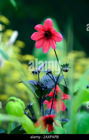 Dahlia,dahlias,plantules,fleur rouge orange, fleurs,floraison,RM florales Banque D'Images