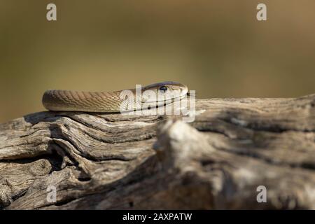 La mamba noire (Dendroaspis polylepis) est un serpent extrêmement venimeux Banque D'Images