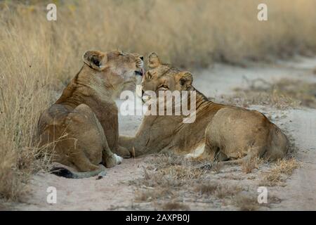 Lionnes (Panthera leo) Banque D'Images