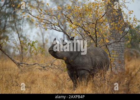 Les rhinocéros blancs du sud ou les rhinocéros à limage carré du sud (Ceratotherium simum simum simum) Banque D'Images