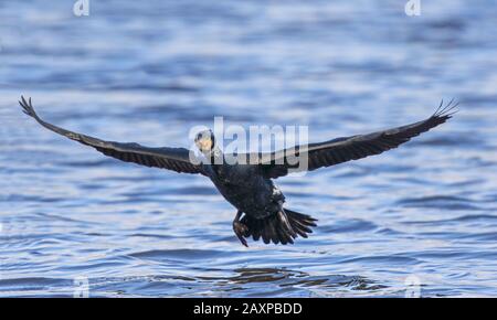 Phalacrocoracidés (cormorans) Banque D'Images