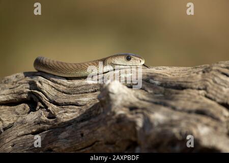 La mamba noire (Dendroaspis polylepis) est un serpent extrêmement venimeux Banque D'Images