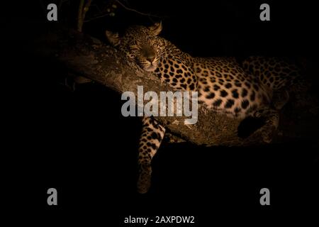 Léopard africain (Panthera pardus pardus pardus) endormi un arbre la nuit Banque D'Images