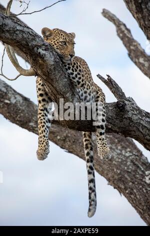 Léopard africain (Panthera pardus pardus pardus) reposant sur un arbre Banque D'Images